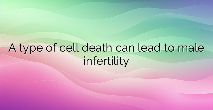 A type of cell death can lead to male infertility