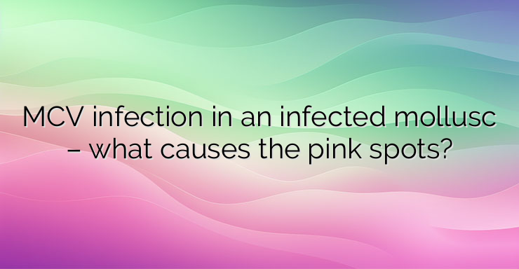 MCV infection in an infected mollusc – what causes the pink spots?