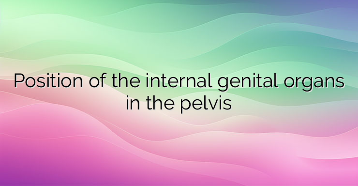 Position of the internal genital organs in the pelvis