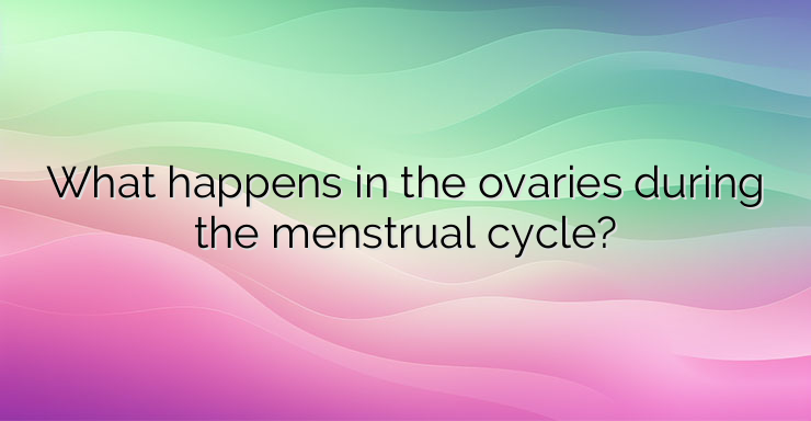 What happens in the ovaries during the menstrual cycle?